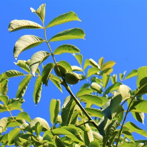 Walnotenboom | Hoogstam