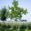 Walnotenboom | Hoogstam