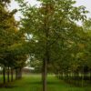 Walnotenboom | Hoogstam