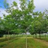 Walnotenboom | Hoogstam