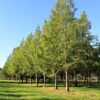 Watercipres | Hoogstam