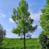 Watercipres | Hoogstam