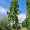Watercipres | Hoogstam