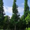 Watercipres | Hoogstam