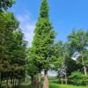Watercipres | Hoogstam