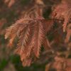 Watercipres | Hoogstam