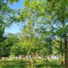 Watercipres | Hoogstam