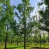 Watercipres | Hoogstam