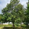 Oostenrijkse Eik | Hoogstam