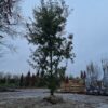 Spaanse eik 'Diversifolia' | Meerstammig