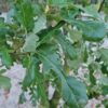 Spaanse eik 'Diversifolia' | Meerstammig