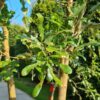 Spaanse eik 'Diversifolia' | Meerstammig