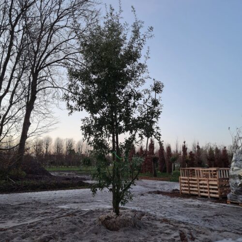 Spaanse eik 'Diversifolia' | Meerstammig