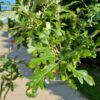 Spaanse eik 'Diversifolia' | Meerstammig