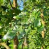 Spaanse eik 'Diversifolia' | Meerstammig