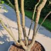 Spaanse eik 'Diversifolia' | Meerstammig