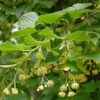 Winterlinde | Hoogstam