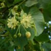 Winterlinde | Hoogstam