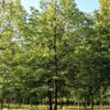 Winterlinde | Hoogstam