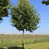 Winterlinde | Hoogstam
