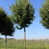 Winterlinde | Hoogstam