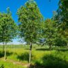 Winterlinde | Hoogstam