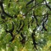 Witte acacia | Meerstammig