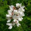 Witte acacia | Meerstammig