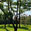 Witte acacia | Meerstammig