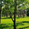 Witte acacia | Meerstammig