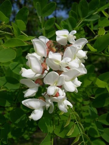 Witte acacia | Meerstammig