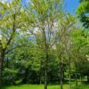 Witte Moerbei | Knotvorm
