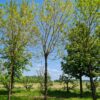 Witte Moerbei | Knotvorm