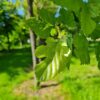 Witte Moerbei | Knotvorm