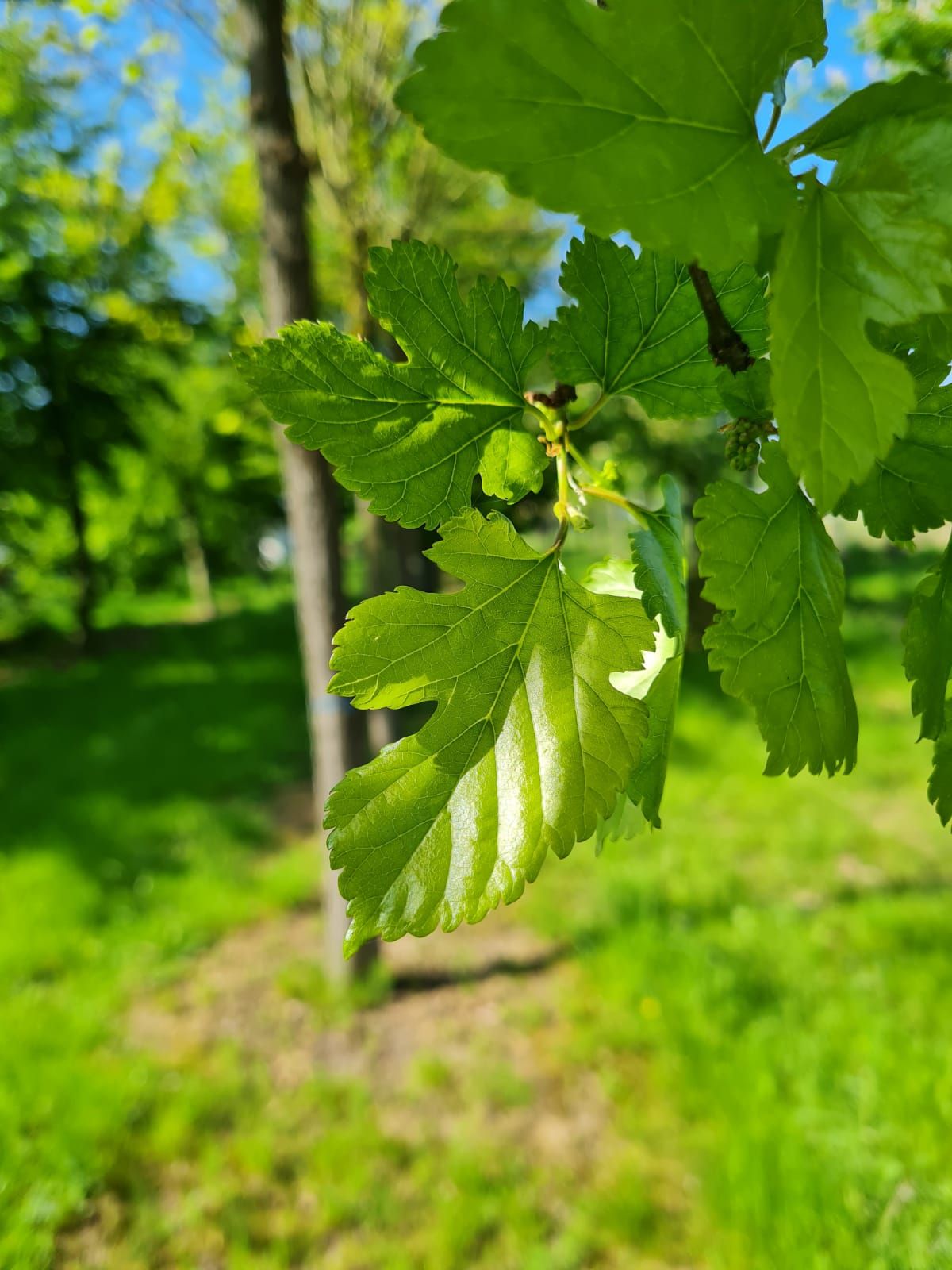 Witte Moerbei | Knotvorm