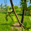 Witte Moerbei | Knotvorm