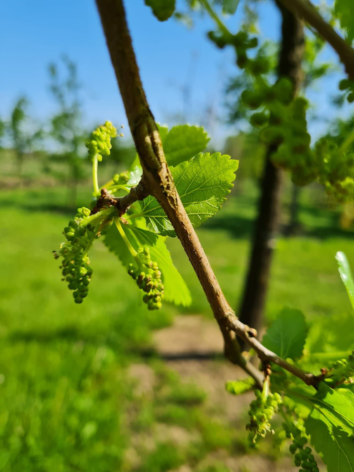 Witte Moerbei | Knotvorm