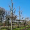 Volwassen Witte moerbei | Hoogstam