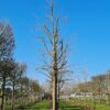 Volwassen Witte moerbei | Hoogstam