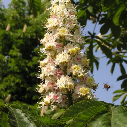 Appelboom 'James Grieve' | Halfstam