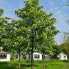 Witte paardenkastanje | Hoogstam