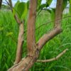 Zevenzonenboom | Meerstammig