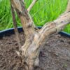 Zevenzonenboom | Meerstammig
