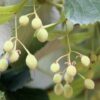 Zilverlinde 'Brabant' | Hoogstam
