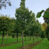 Zilverlinde 'Brabant' | Hoogstam