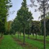 Zilverlinde 'Brabant' | Hoogstam