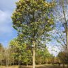 Zilverlinde 'Brabant' | Hoogstam