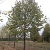 Zilverlinde 'Brabant' | Hoogstam