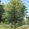 Zilverlinde 'Brabant' | Hoogstam