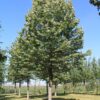 Zilverlinde 'Brabant' | Hoogstam